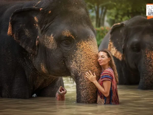 Elephant Jungle Sanctuary Half-Day Visit with Meal
